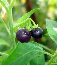 Popolo berries (3)