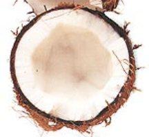Coconut-216
